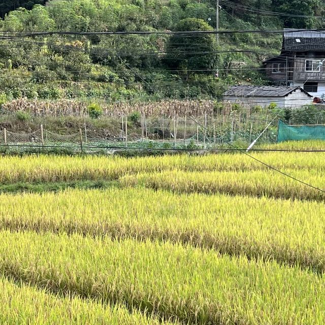 環中國騎遊（第二十天-極度無奈）