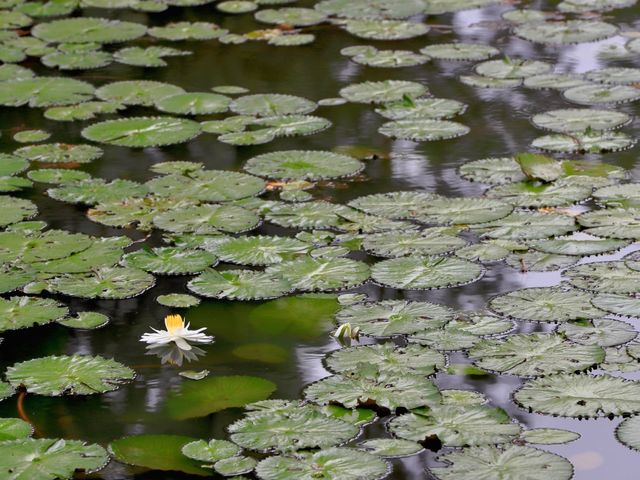 世界遺產新加坡植物園