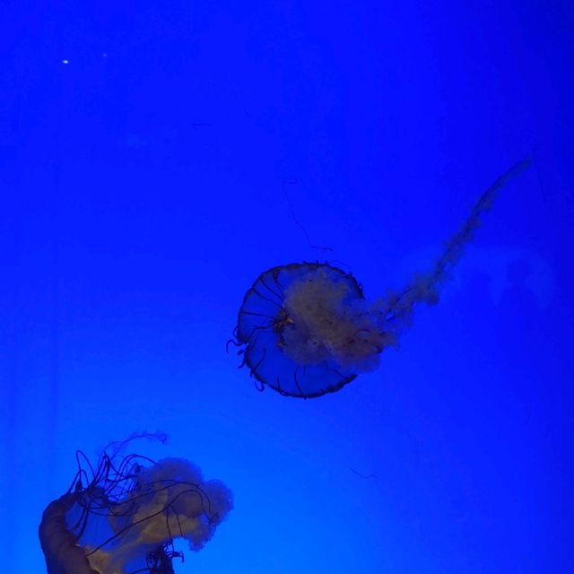 Shanghai Aquarium 