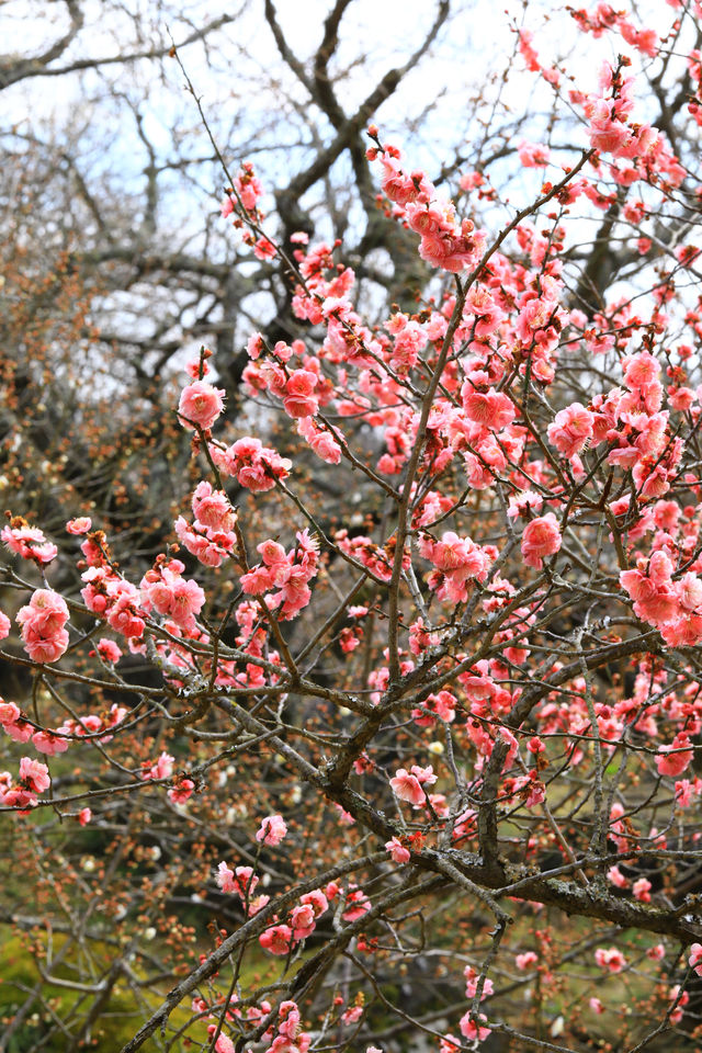 Japan's Ibaraki Tsukuba Mountain Plum Garden