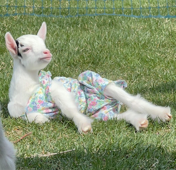 Baby Goat Yoga at Genesis Health Clubs Manasquan 4/24 | The Atlantic Club