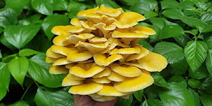 Evanston: Eat the Parks Foraging Walk: Dawes Park | Dawes Park