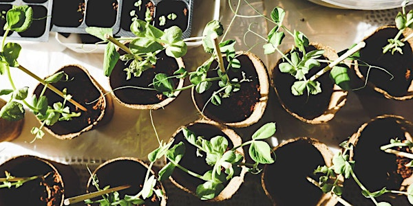 Rowan Master Gardener Propagation Workshop | Old Agriculture Center