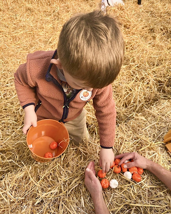 Munro's Pumpkin Patch | Munro's Nurseries