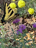 Maintaining Native Plant Gardens | Wintercreek Nursery
