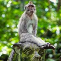 MONKEY FOREST AT