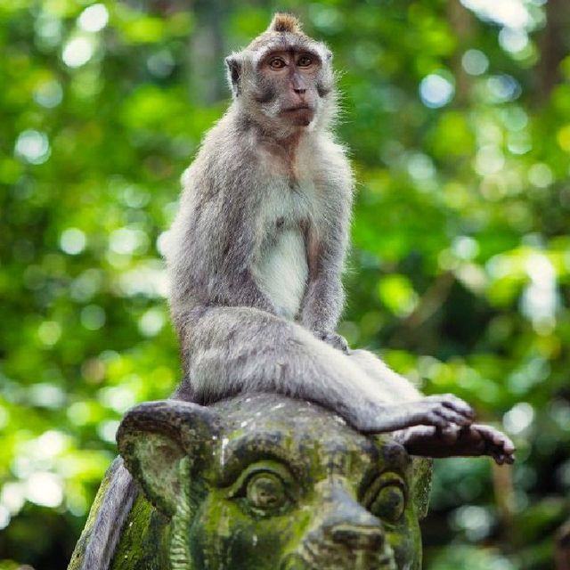 MONKEY FOREST AT