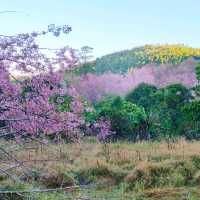 ภูลมโล แปลง2551/3