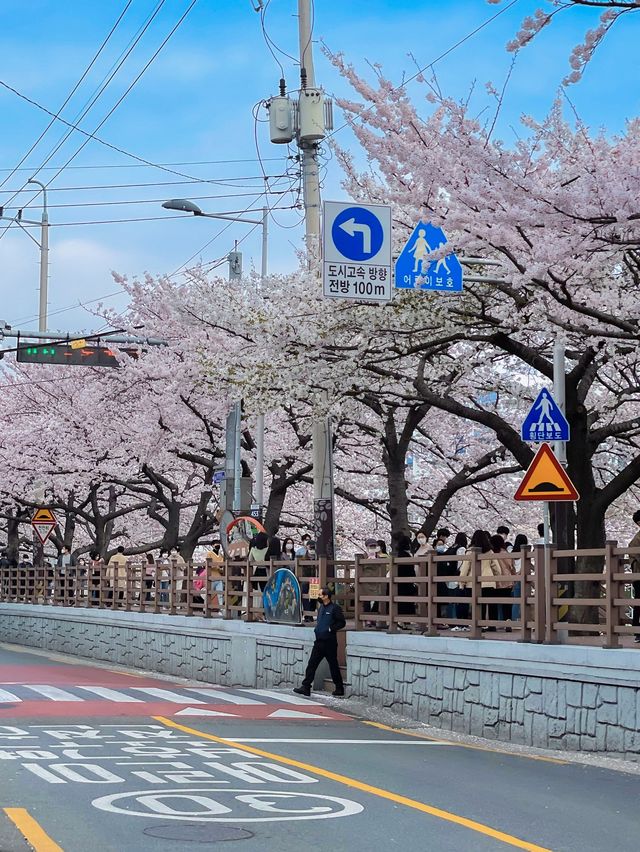 🌸 벛꽃나라 “온천천” 🌸