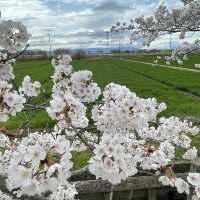 愛知県稲沢市　桜ネックレス