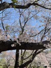 벚꽃 시기를 놓쳤다면 마이산으로🌸🍃