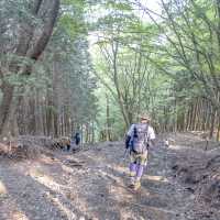 鮮やかな緑のトンネルの大倉尾根
