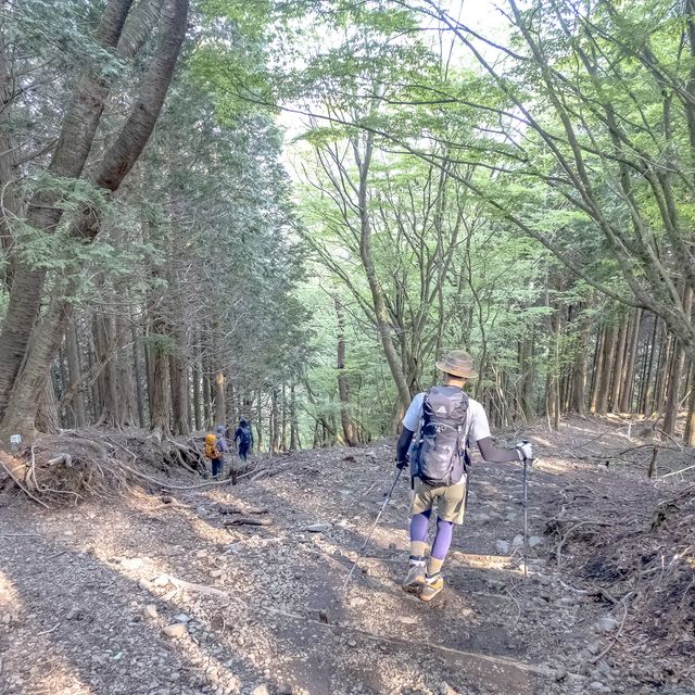 鮮やかな緑のトンネルの大倉尾根