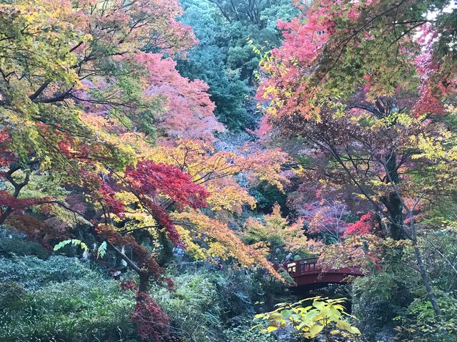 七彩紅葉園景—熱海梅園