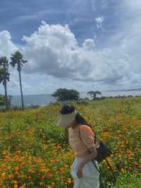 황화코스모스 가득한 제주도 🧡