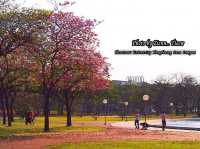 ซากุระใกล้กรุงบนถนนสายโรแมนติก@ม.เกษตรฯ กำแพงแสน