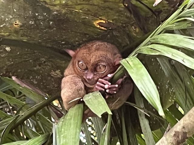 Tiny Tarsiers!