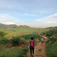 natural morning walk in palm oil plantation 