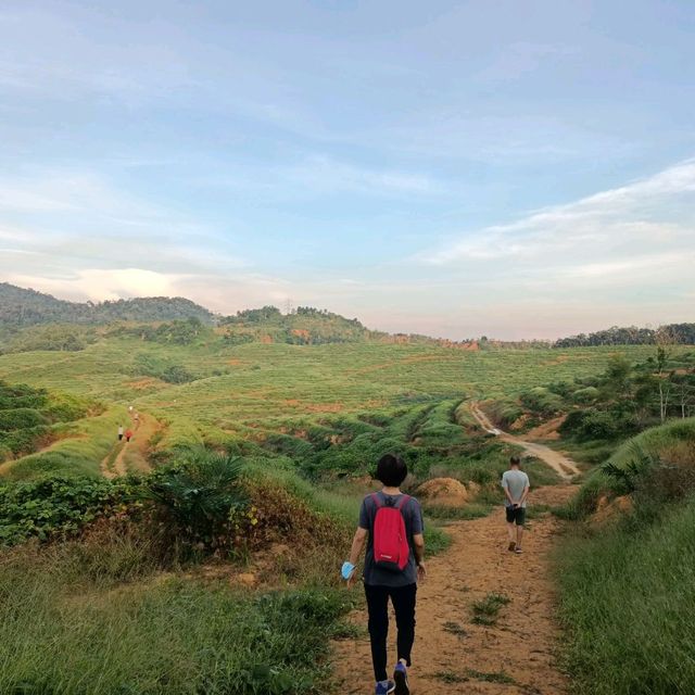 natural morning walk in palm oil plantation 