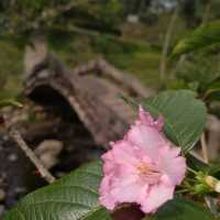 SAKURA PARK, WEST JAVA