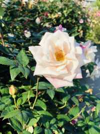 🌻🌼夢幻花園🌺🌸台北玫瑰園🌹🌷Taipei Rose Garden