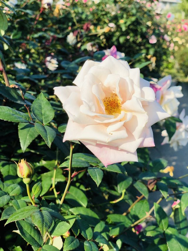 🌻🌼夢幻花園🌺🌸台北玫瑰園🌹🌷Taipei Rose Garden