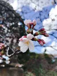 さくら満開と卒業式の時