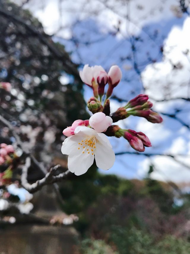 さくら満開と卒業式の時