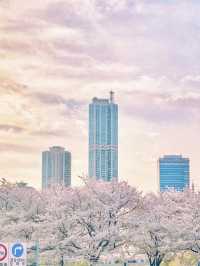 서울 감성 벚꽃명소를 찾는다면, 바로 이 곳🌸
