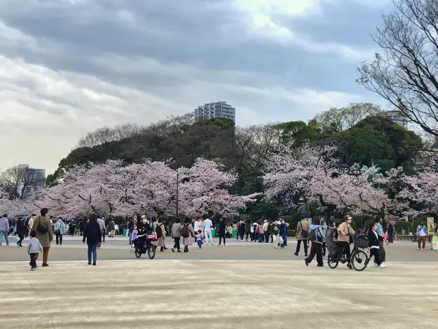 上野恩賜公園の桜も満開
