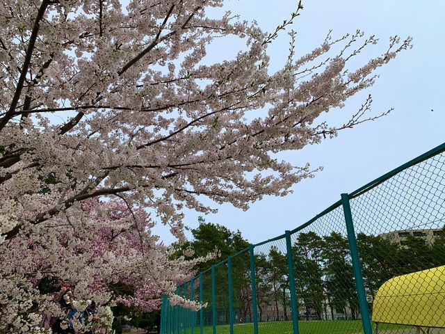 札幌　SAKURA 桜めぐり❗️円山公園の桜に感動❗️
