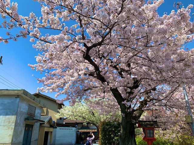 京都　京都散策旅　六孫王神社の桜に感動❗️