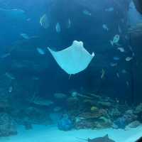 名古屋港水族館🐟