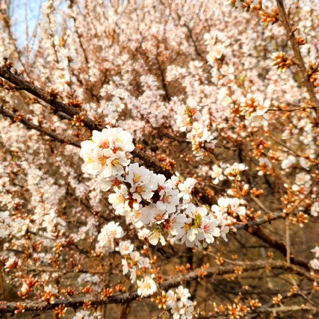 꽃구경도 하고 산책도 하고 싶다면 대구수목원🌸🌿