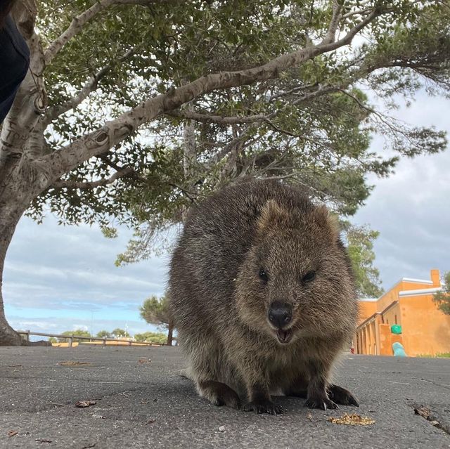 Have you met the happiest animal on Earth? 😄