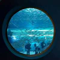 ชมโลกใต้ท้องทะเล ที่ Jeju Aqua Planet 🦈🐠🐙🐡🐟