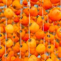 Persimmon season at Dalat Vietnam