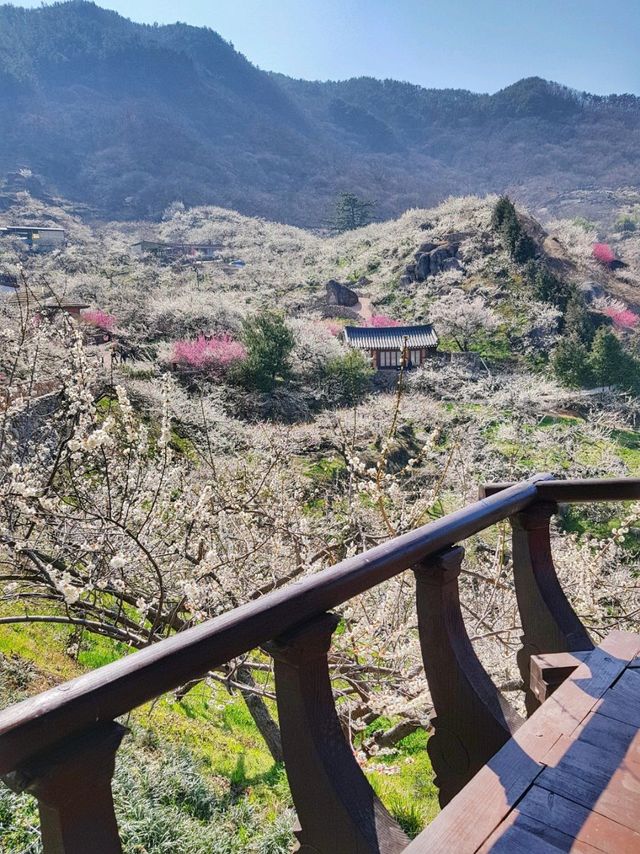 새하얀 눈꽃 내린듯 아름다운 매화꽃, 광양 매화마을🌸