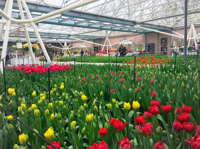 庫肯霍夫公園｜世界上最美花海