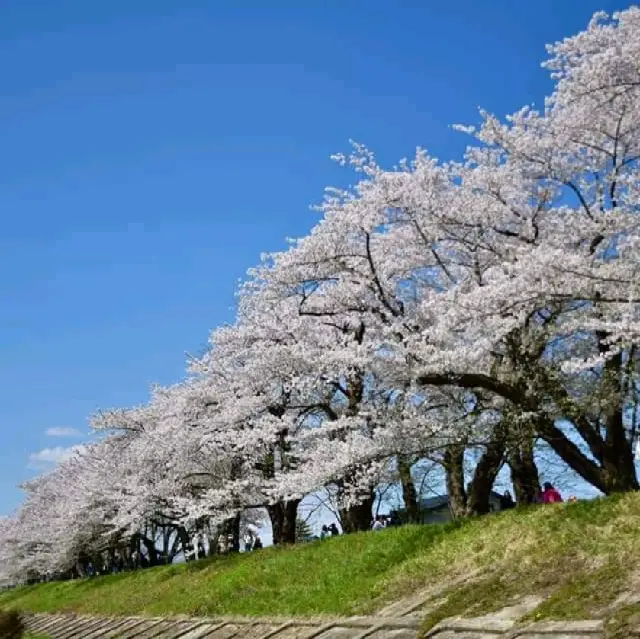 日本東北檜木內川櫻併木櫻花盛開