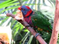 Edward Youde Aviary. 