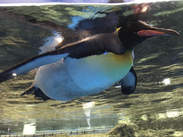 東京｜水族館ft.燈光聲效show✨