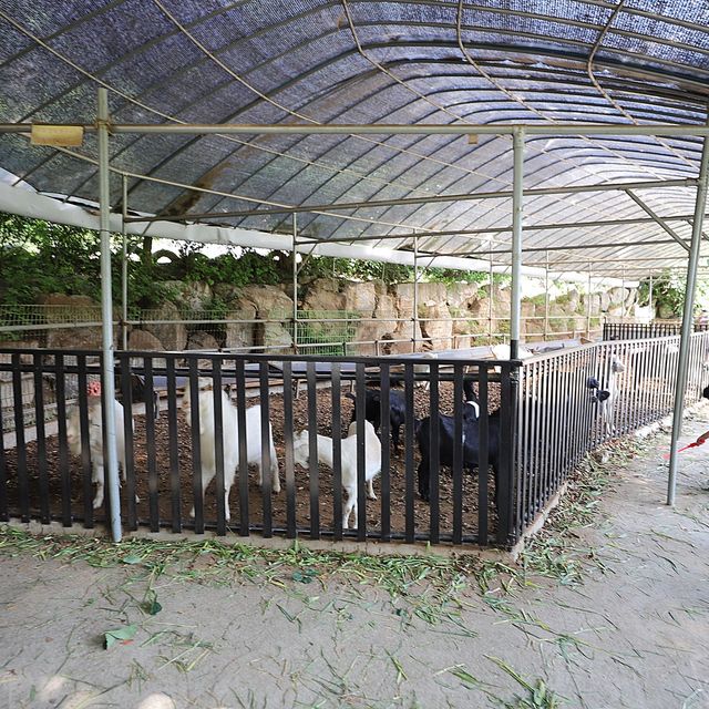용인 한터목장 아이들 놀거리 많아
