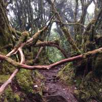 Enchanting Mossy Forest