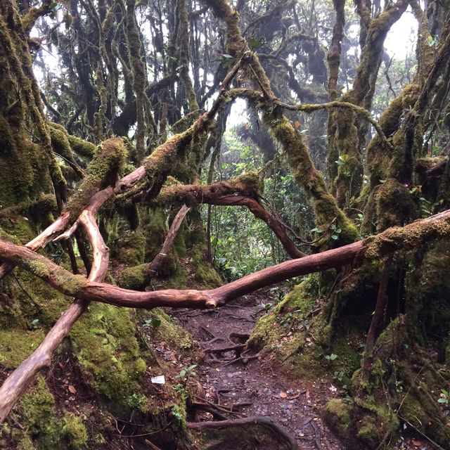Enchanting Mossy Forest