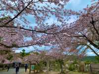 京都　KYOTO SAKURAめぐり❗️大覚寺の桜に感動❗️