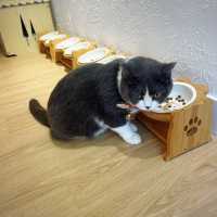 🐱 萌爆喵星人伴你渡過週末