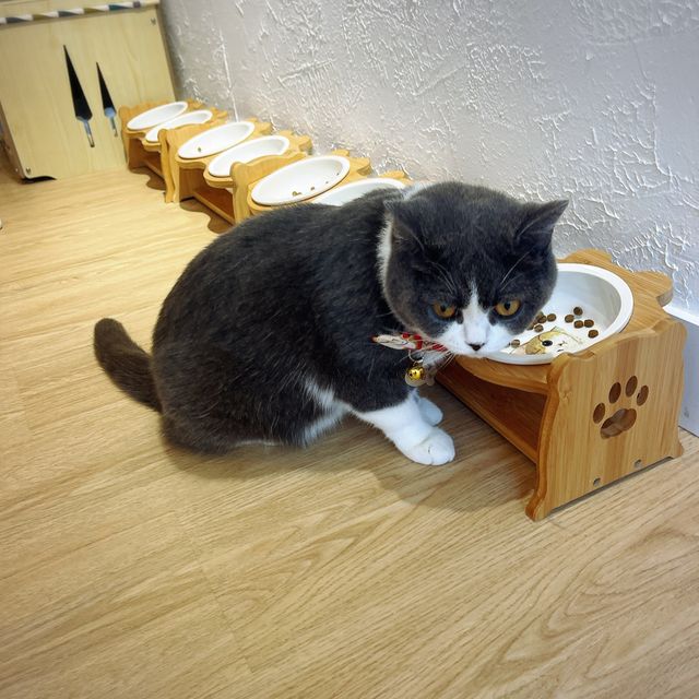 🐱 萌爆喵星人伴你渡過週末