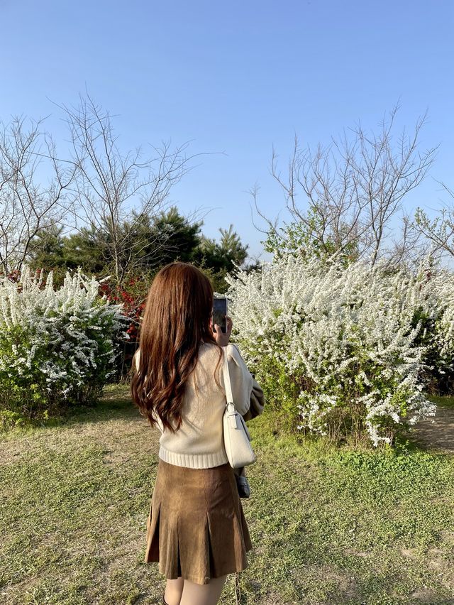 여의도 벚꽃 데이트 명소🌸[윤중로]