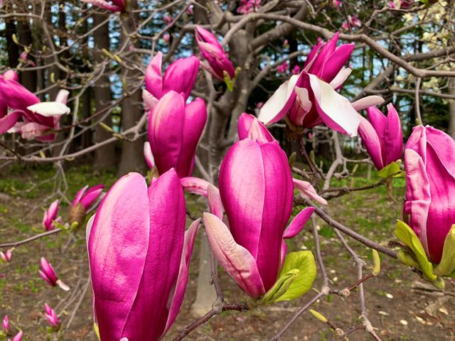 札幌　SAKURA 桜めぐり❗️北海道神宮の桜＆梅に感動❗️